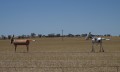 1230-1350 WA Horses highway (307405)